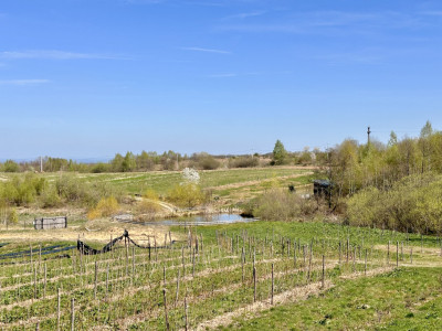 Teren Dangau Mare, casa, plantatii, lac, utilitati, 12.500 mp